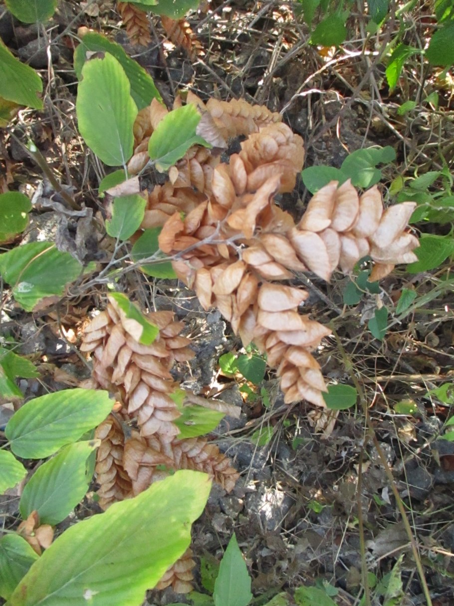 Flemingia strobilifera