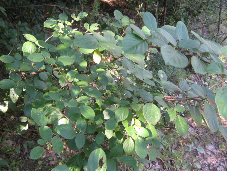Cornus sanguinea