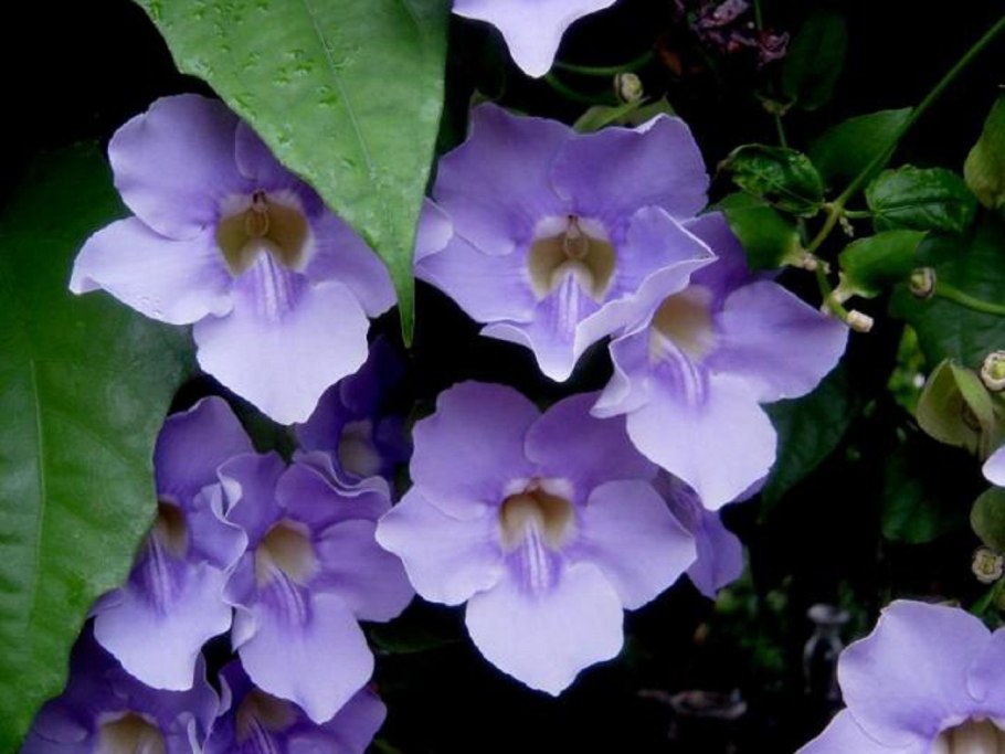 Thunbergia grandiflora