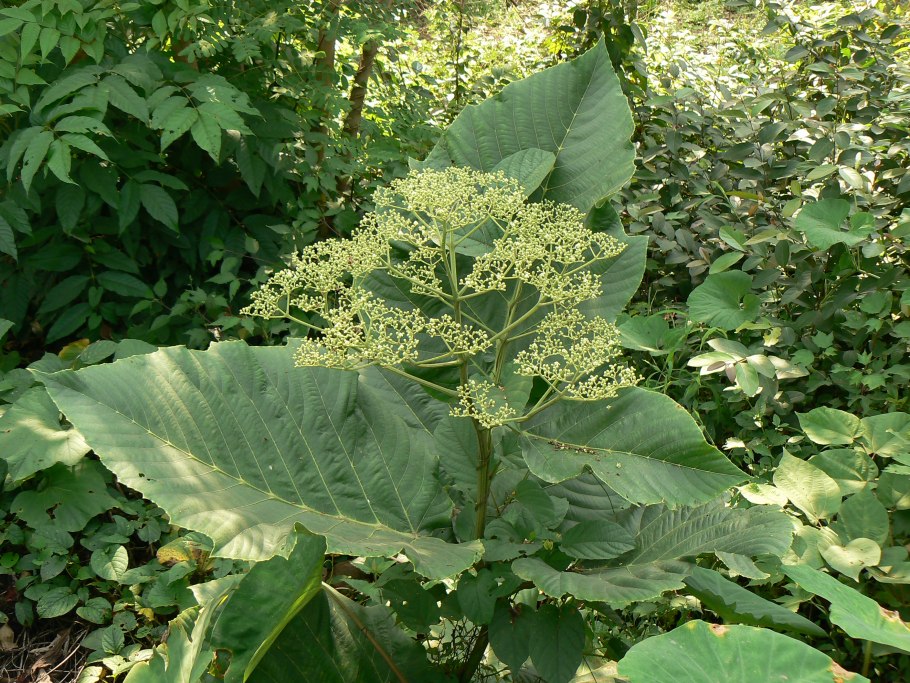 Leea macrophylla