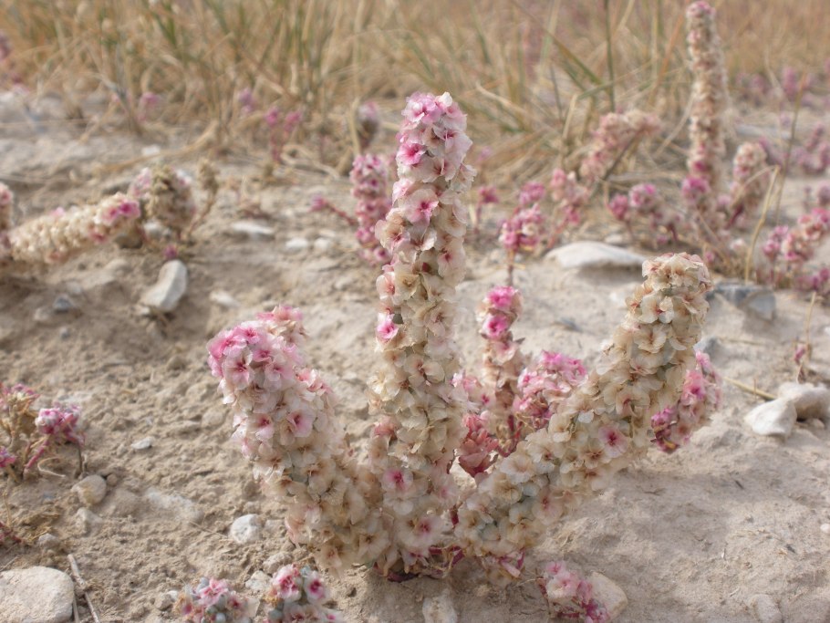Галогетон скученноцветковый