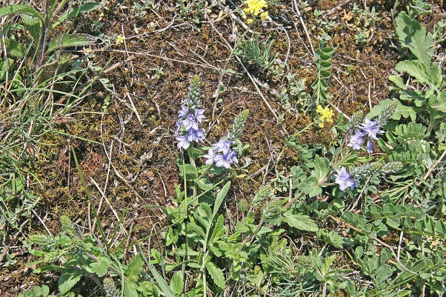 Колокольчик скученный Альба