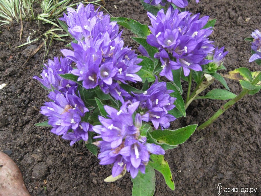 Карбюратор leader pz19jb