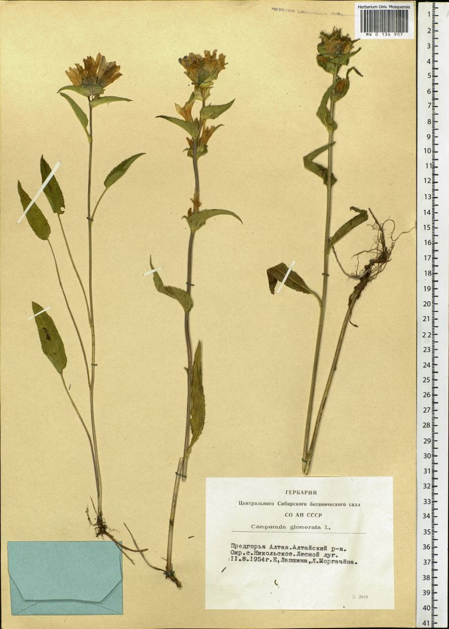 Колокольчик скученный акаулис