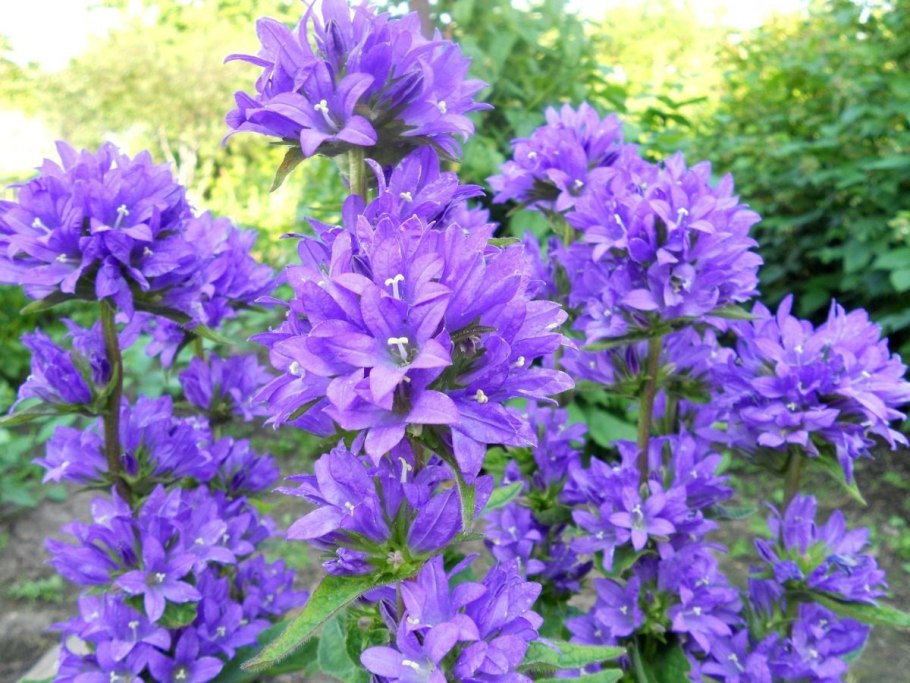 Колокольчик скученный флиппер