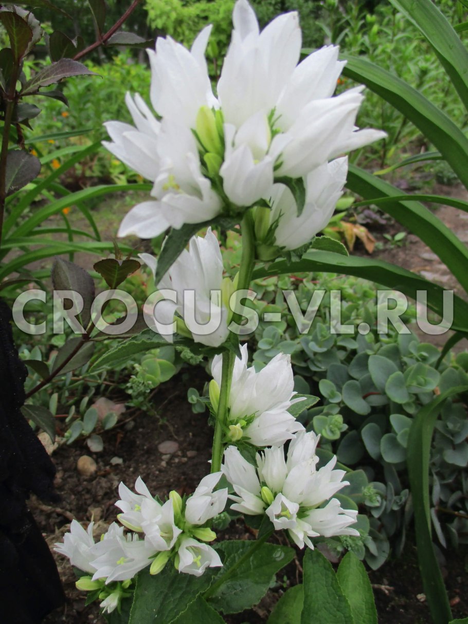 Колокольчик скученный альба