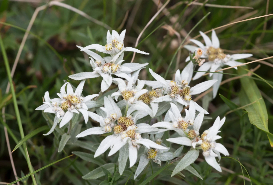 Горный цветок эдельвейс