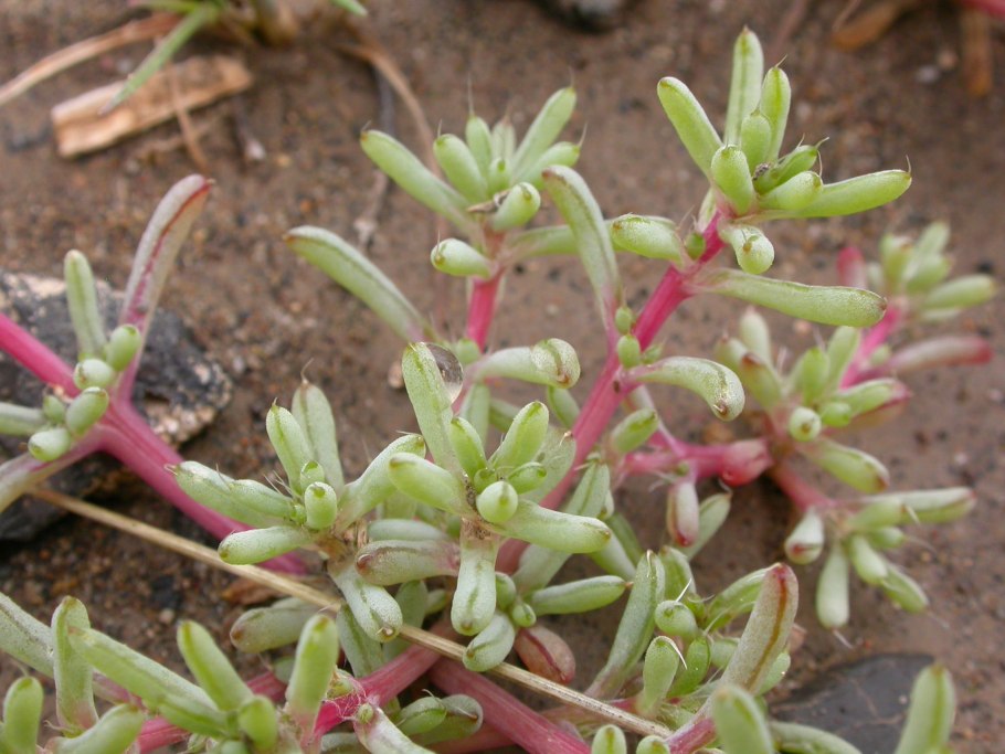 Halogeton glomeratus