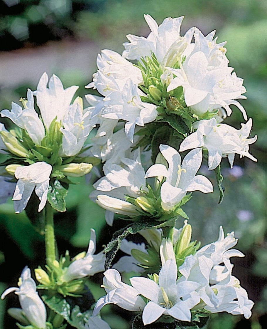 Колокольчик скученный acaulis