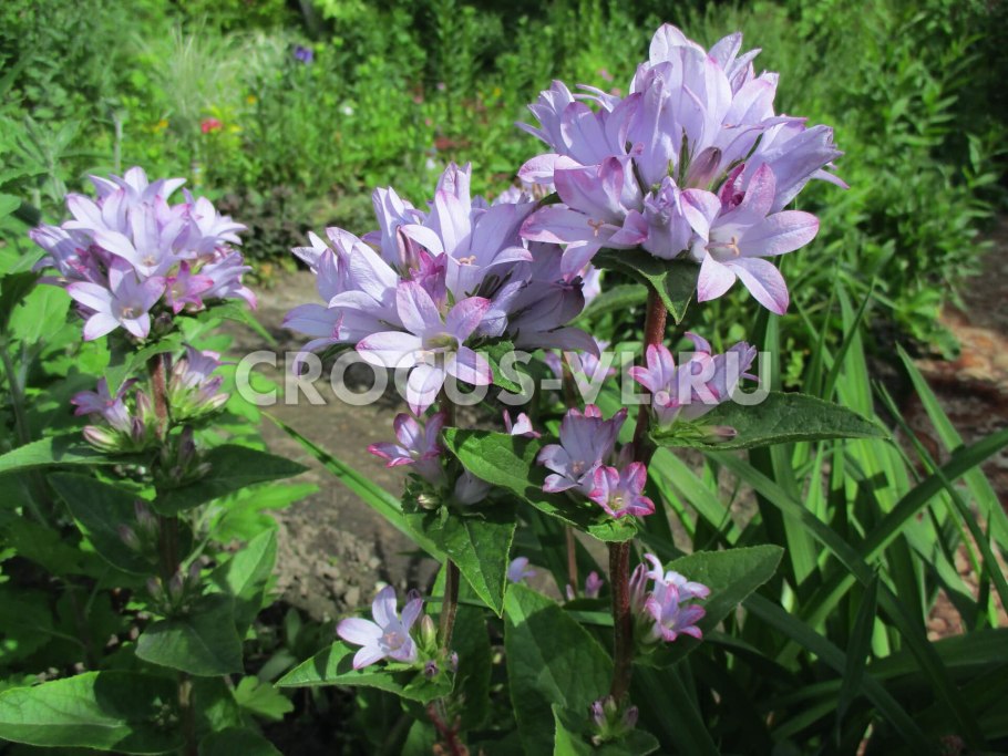 Колокольчик скученный кэролайн