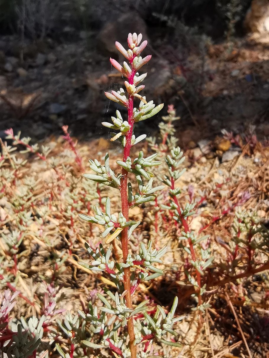 Смолевка Скальная гербарий