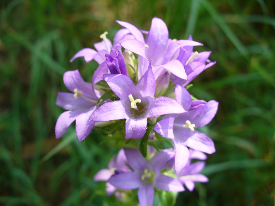 Колокольчик скученный campanula glomerata