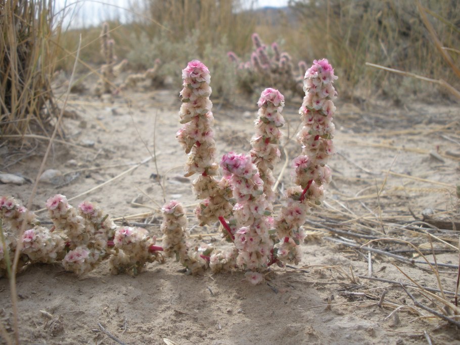 Halogeton glomeratus
