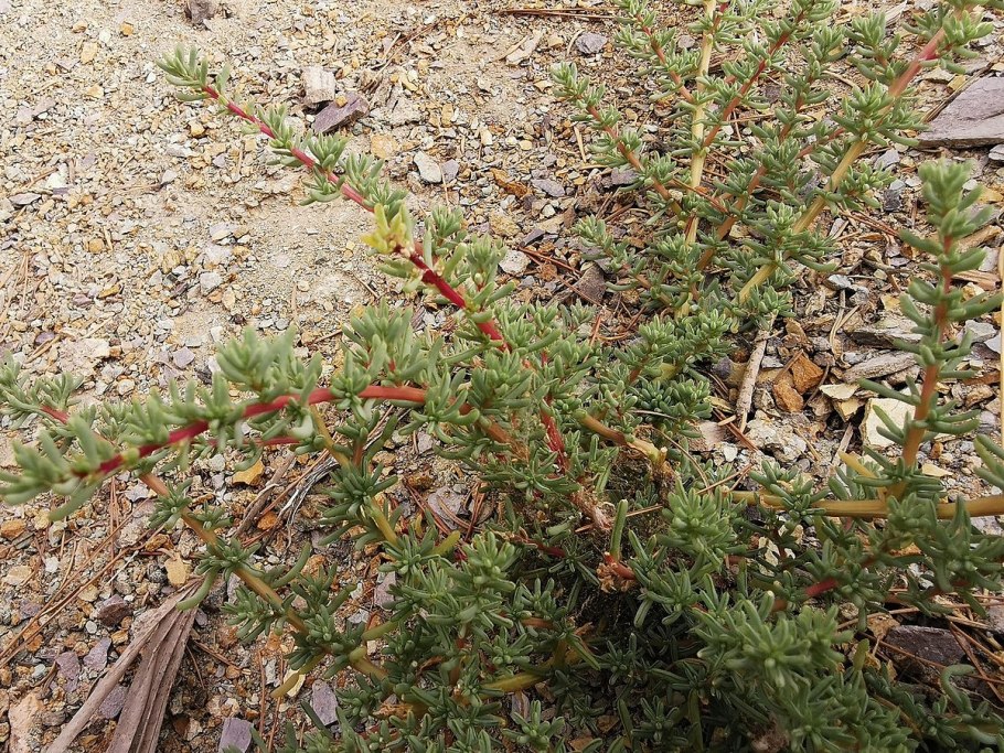 Галогетон скученноцветковый