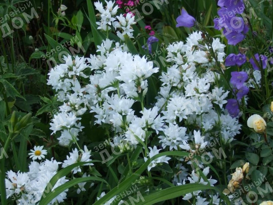 Колокольчик скученный