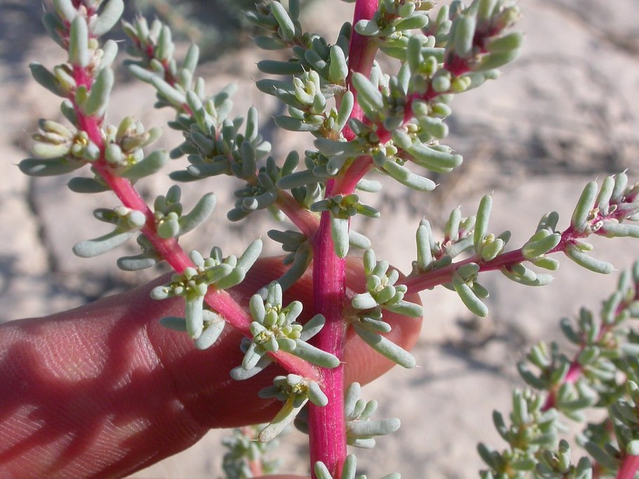 (Halogeton Arachnoideus)