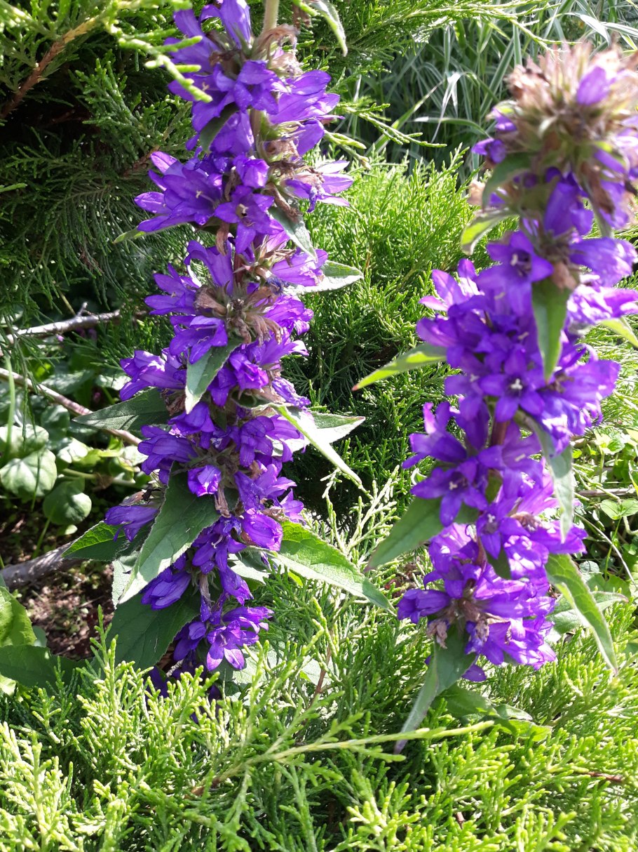 Колокольчик скученный Шнеекроне