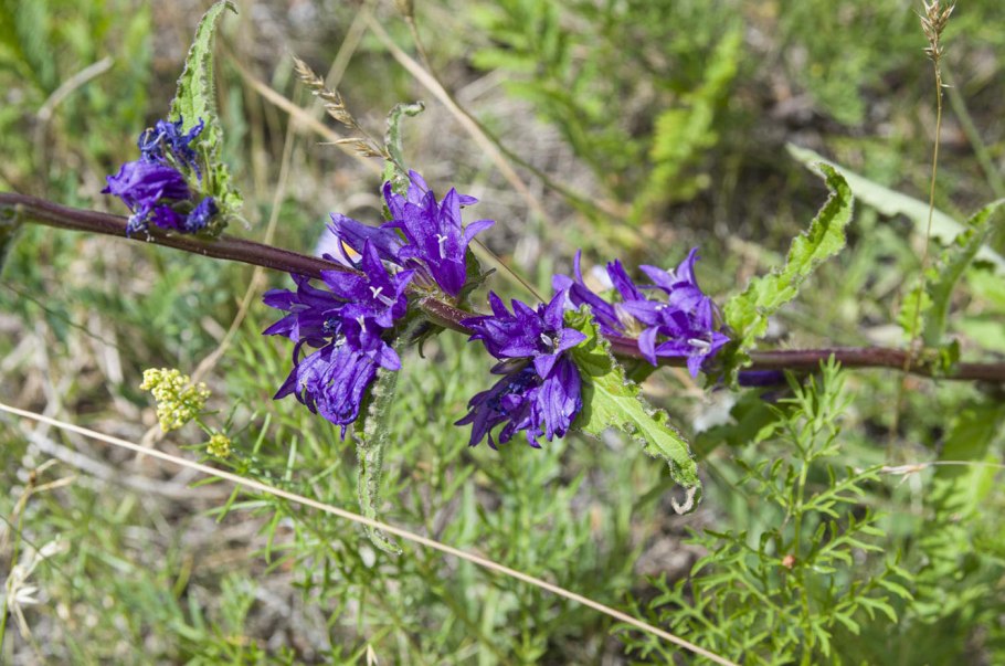 Campanula cervicaria - колокольчик жёстковолосистый