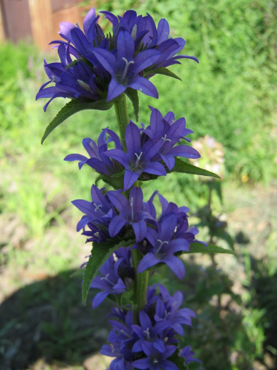 Эдельвейс корневая система