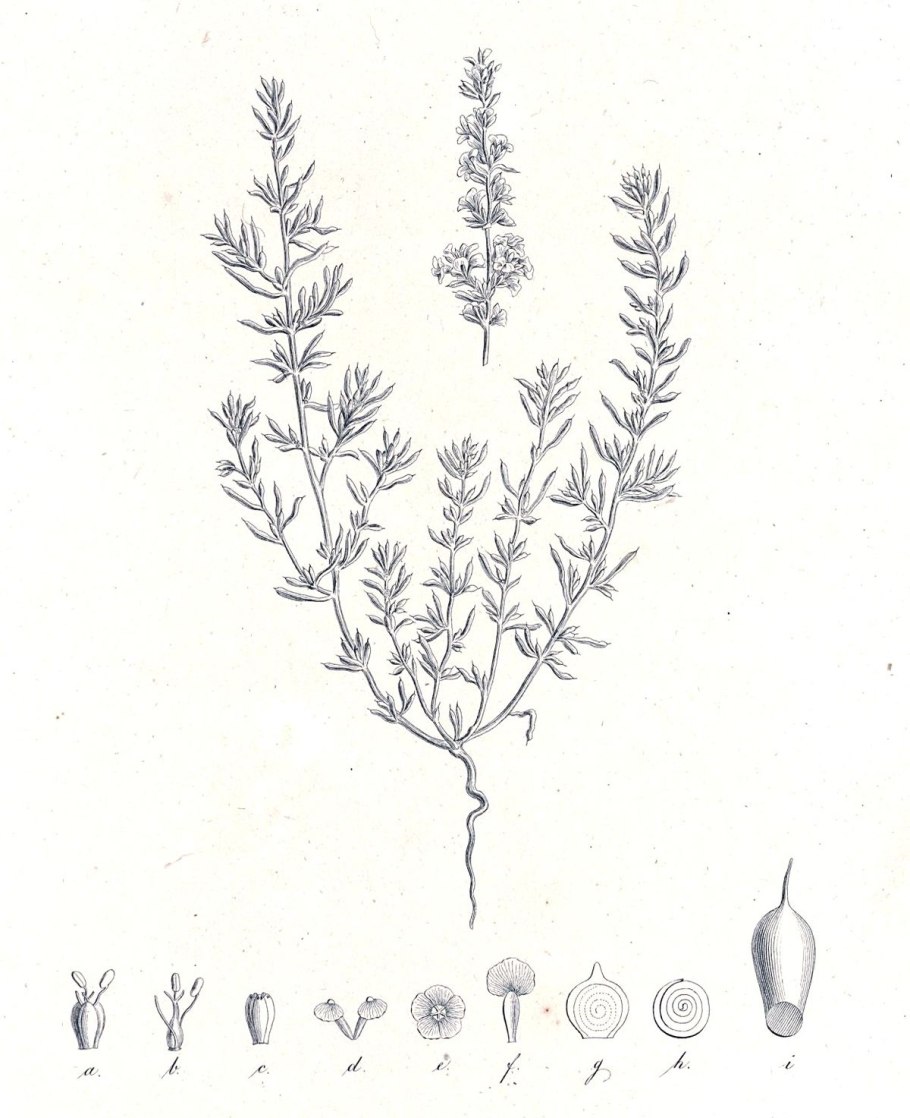 Гербарий Крылова