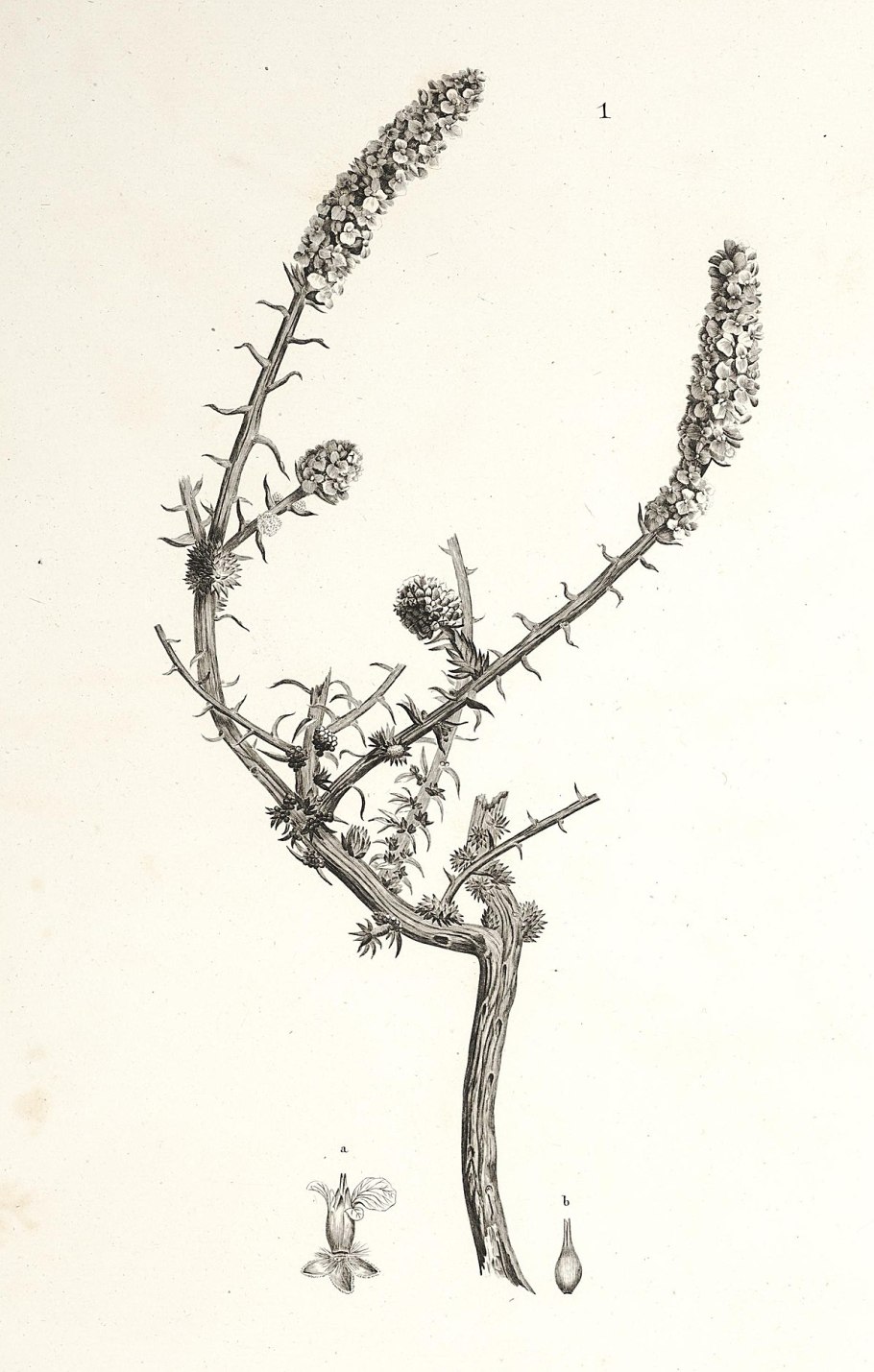 Halogeton alopecuroides