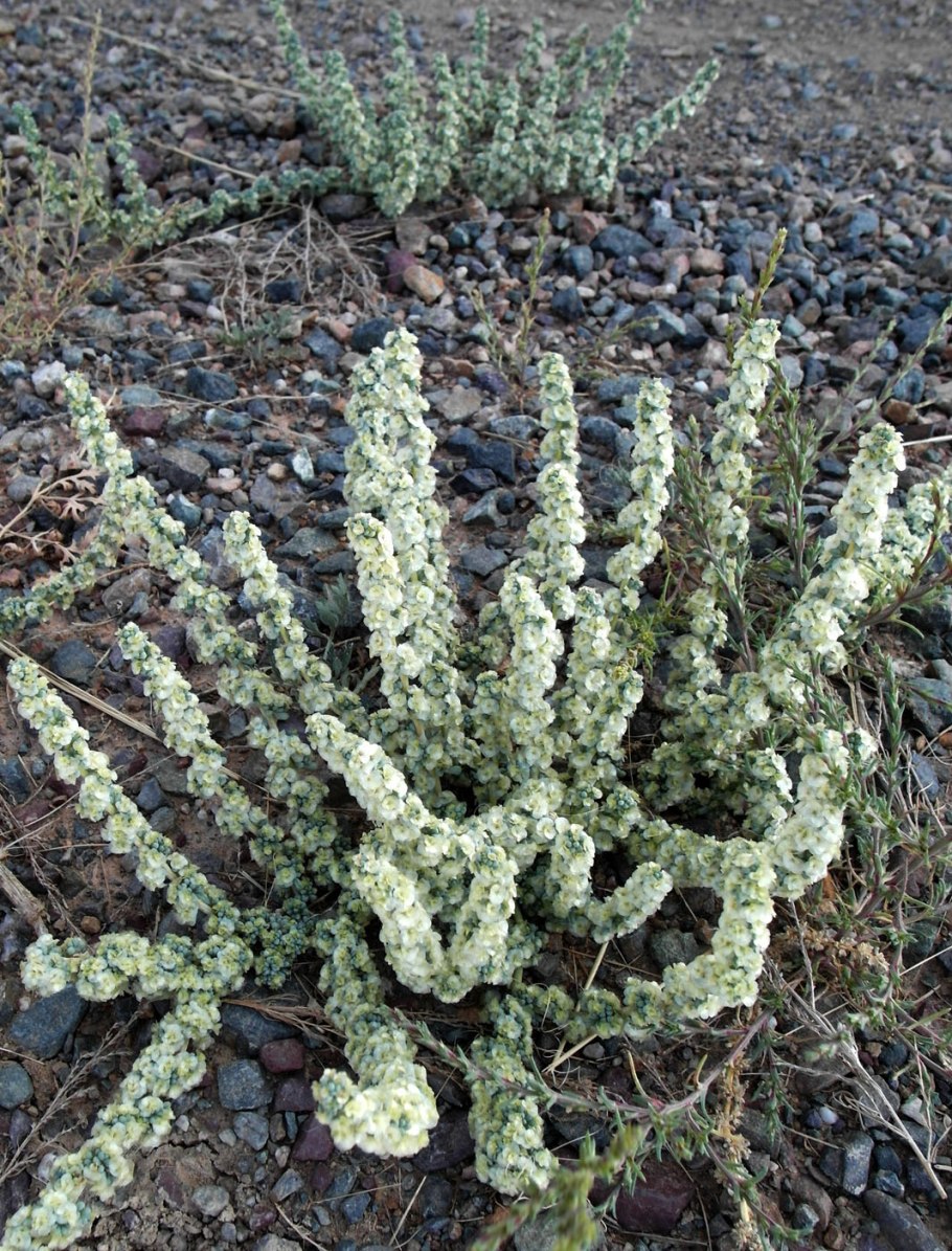 (Halogeton Arachnoideus)