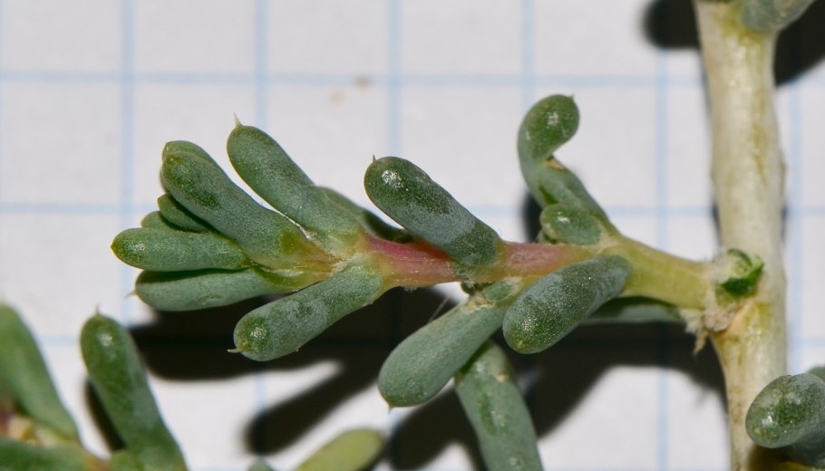 Salsola Tragus l. - солянка сборная