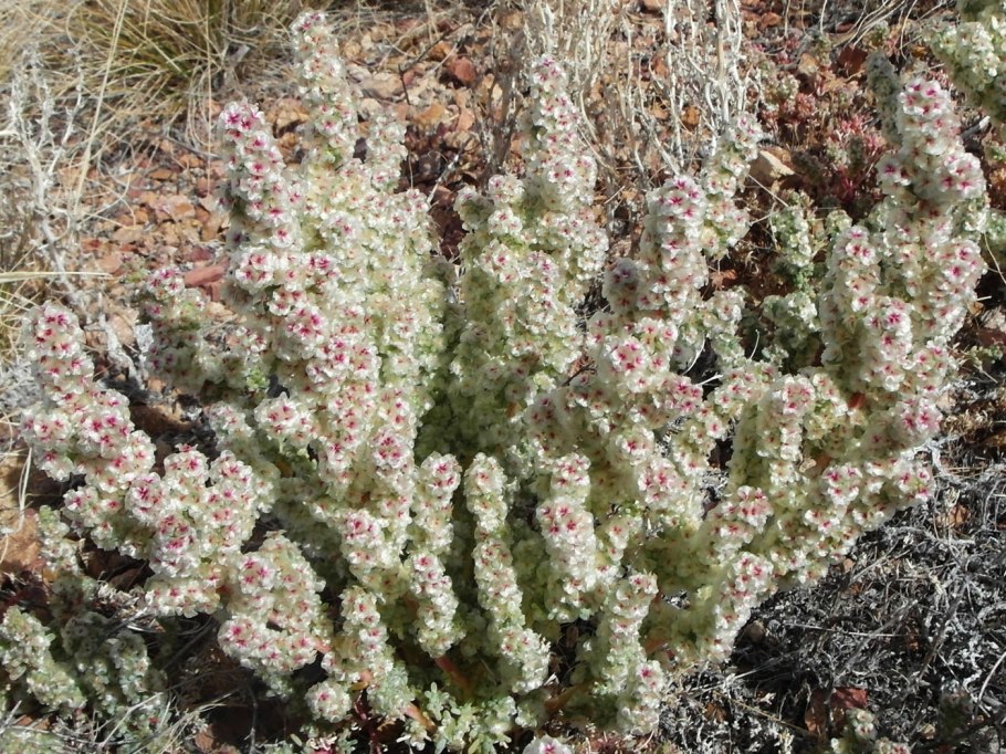 Halogeton glomeratus