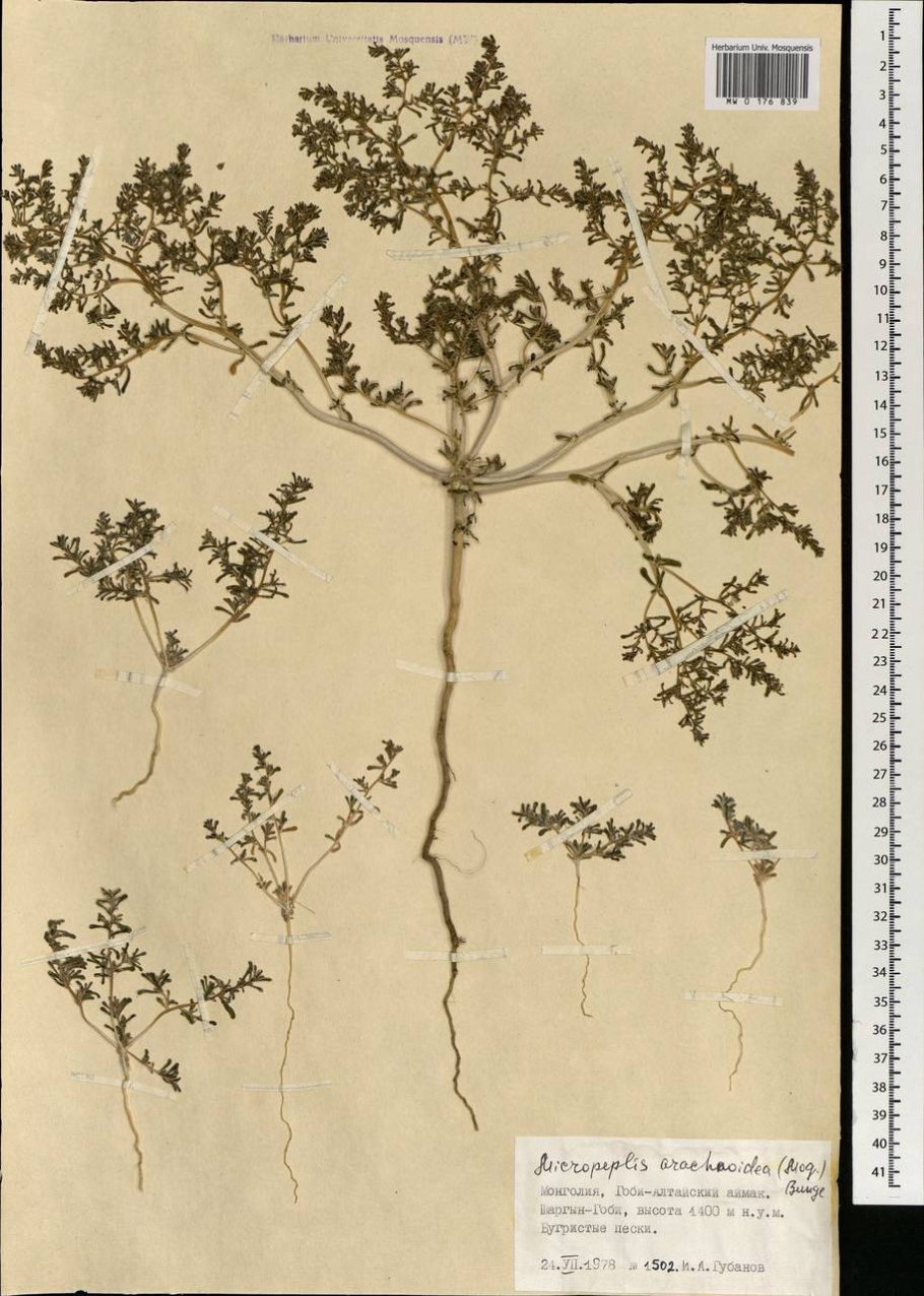 Лапчатка серебристая potentilla argentea гербарий