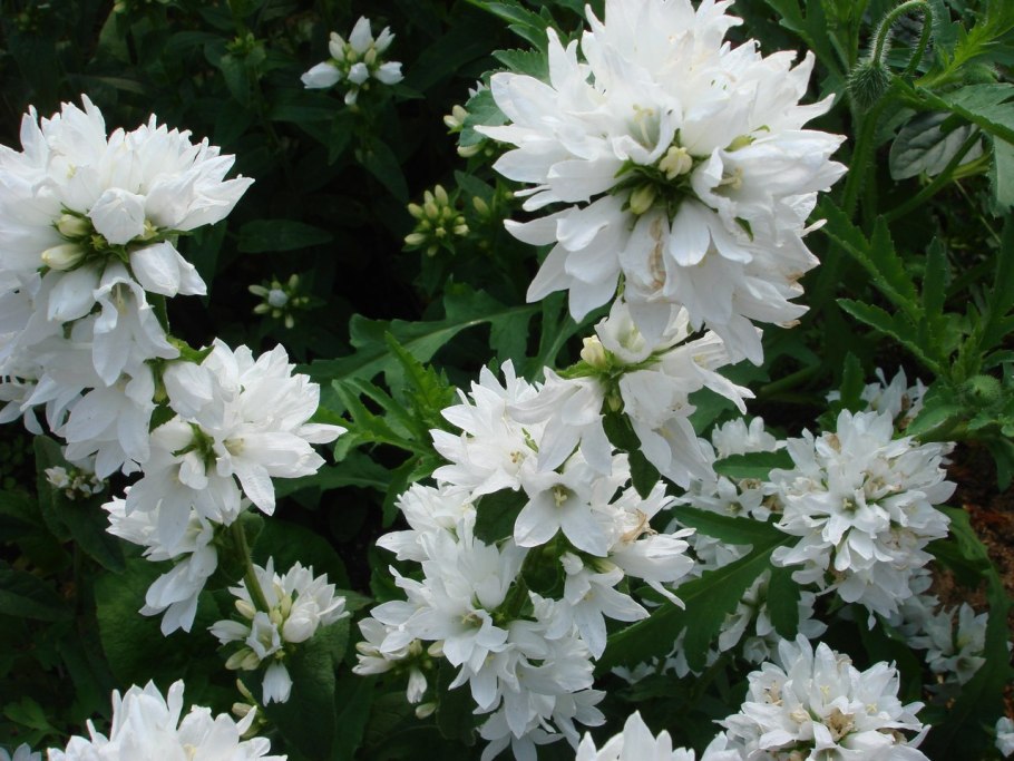 Колокольчик скученный посадка и уход в открытом грунте фото