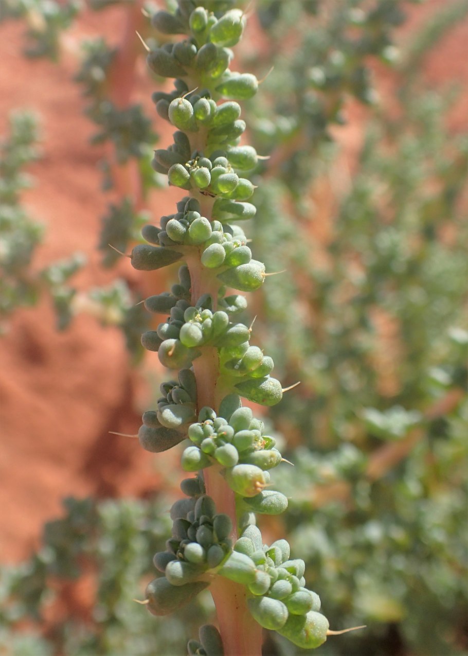 Veronica prostrata 'Blauspiegel'