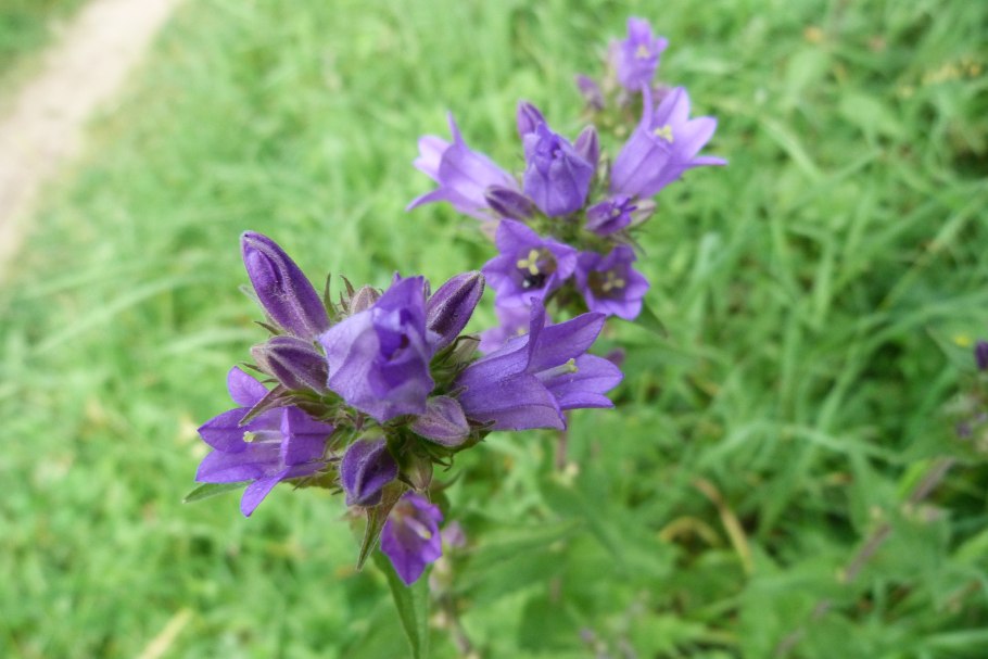 Колокольчик скученный Суперба