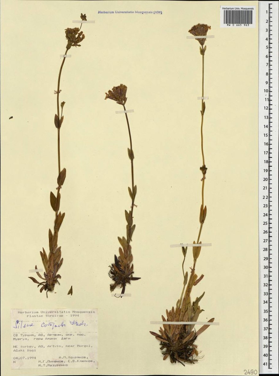 Колокольчик на толстом стебле