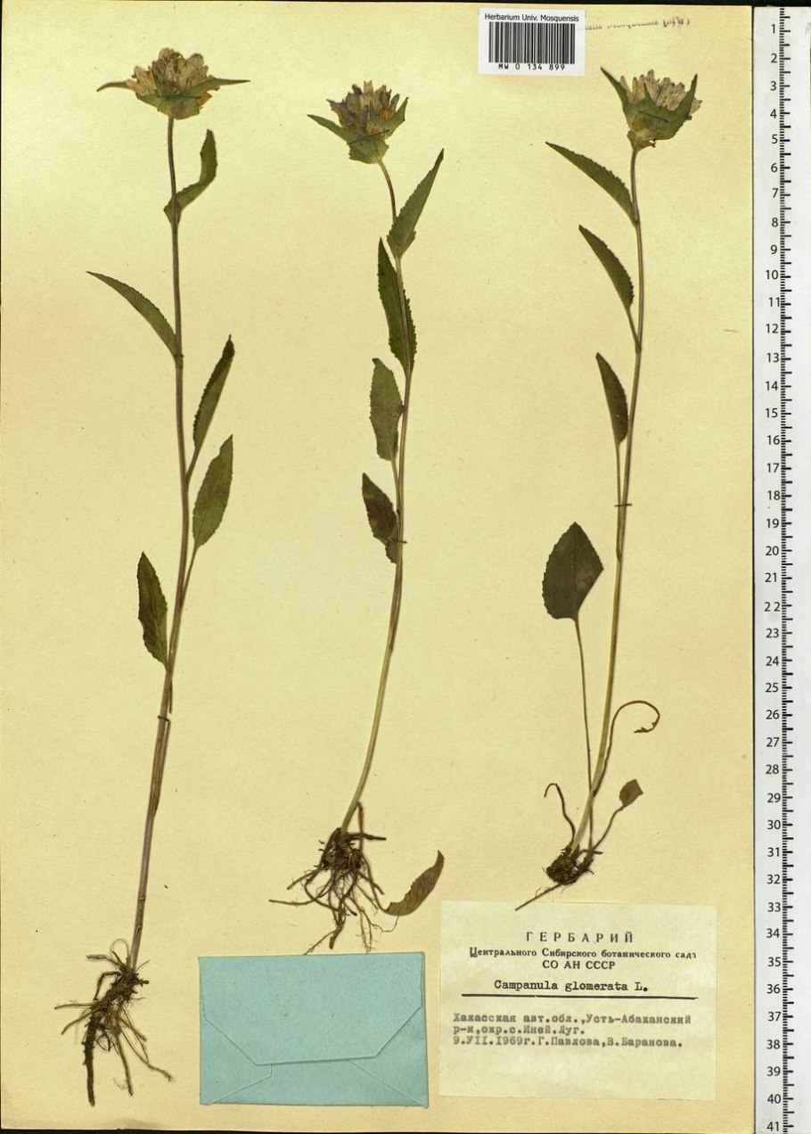 Колокольчик скученный гербарий