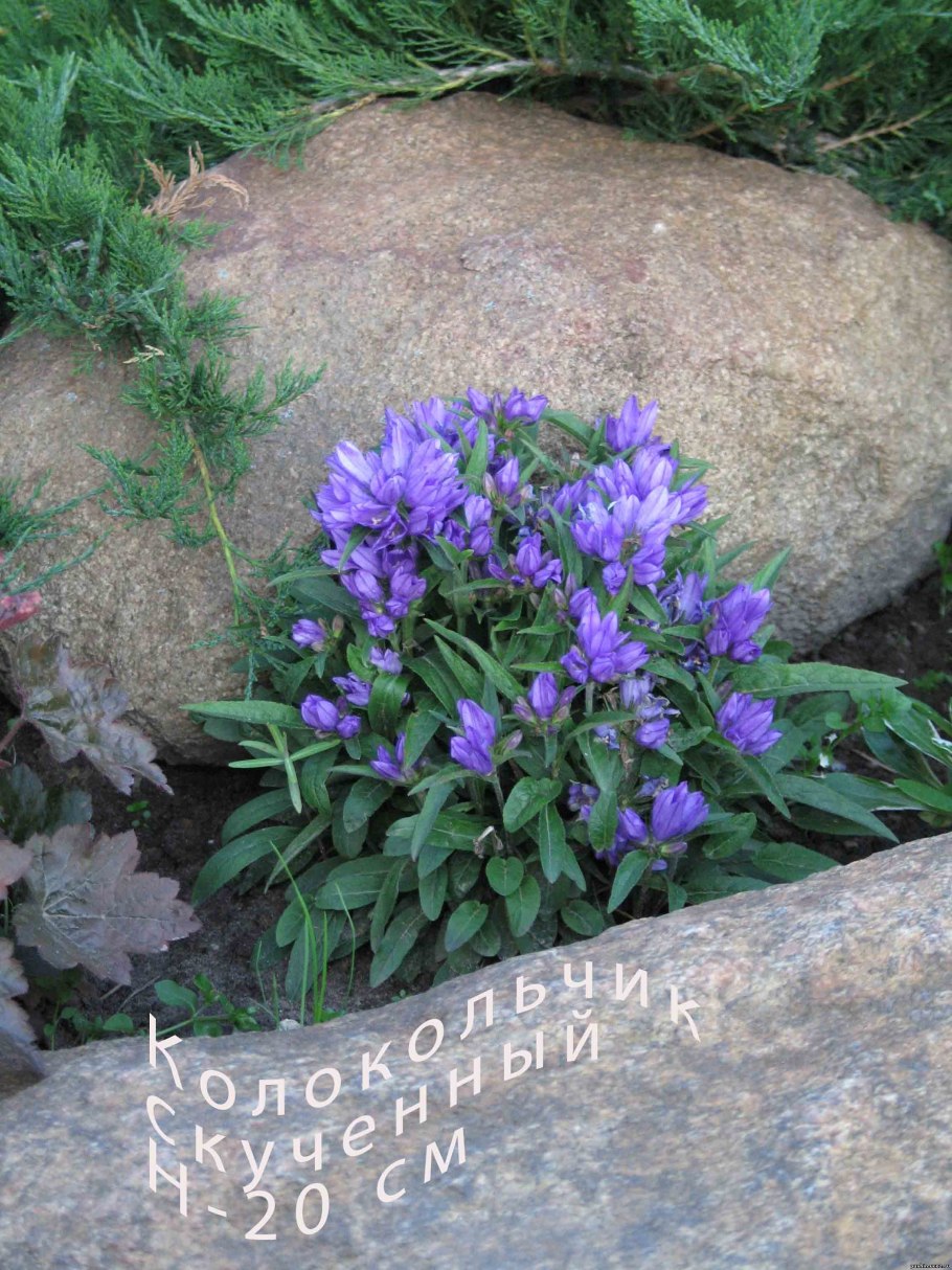 Трачинда tortilis