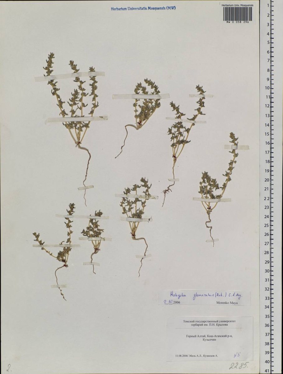 Галогетон скученноцветковый