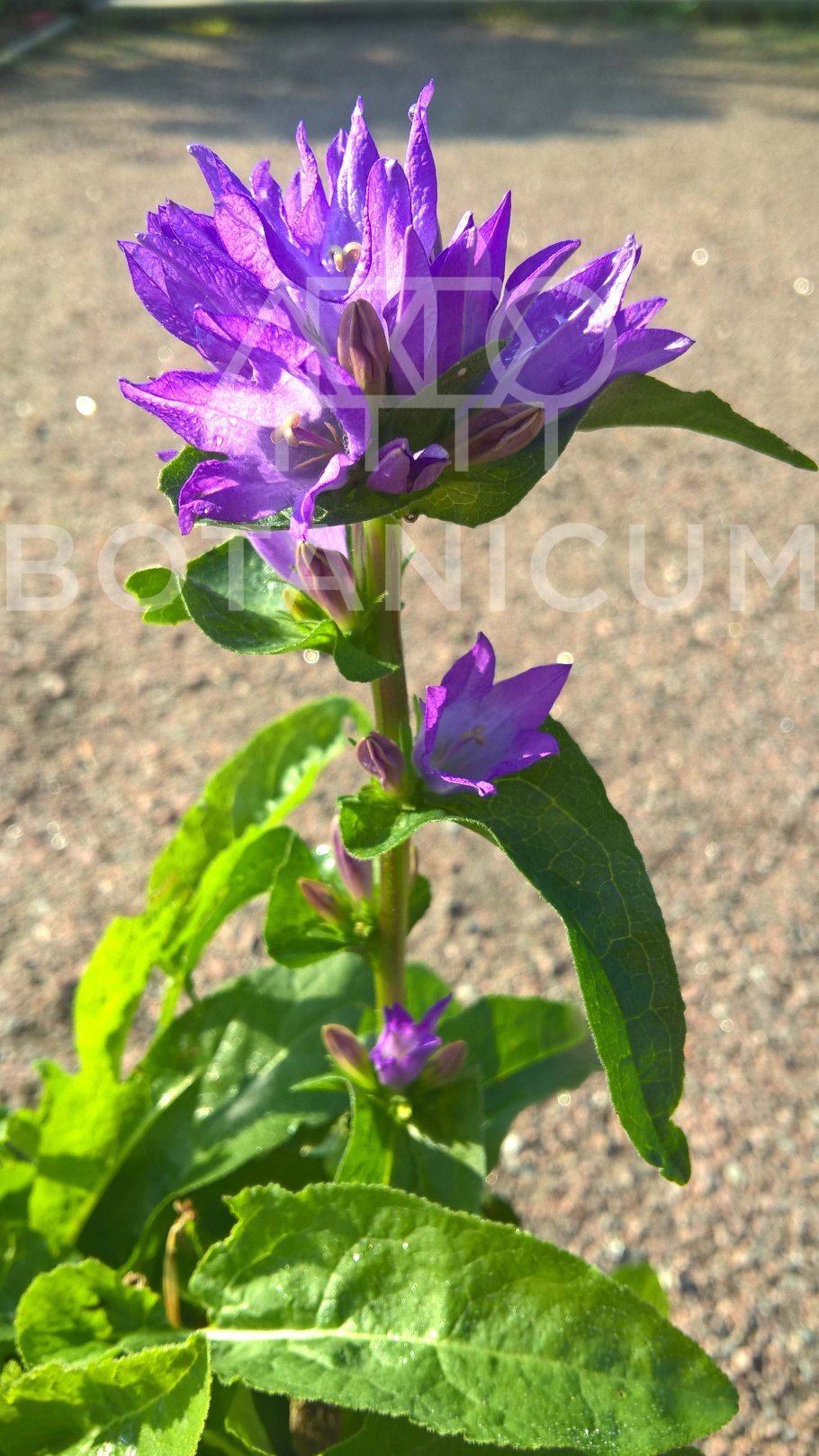 Колокольчик скученный  freya