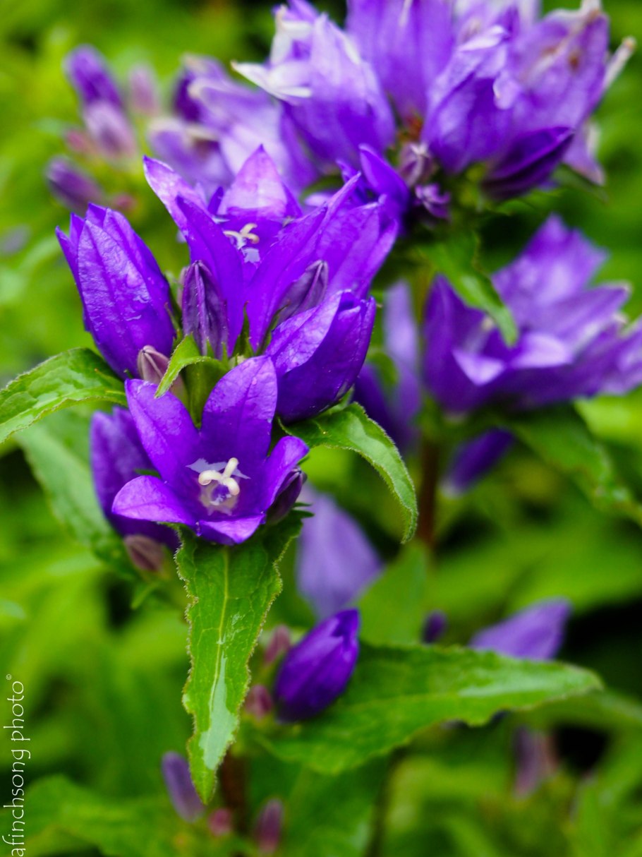 Колокольчик скученный (campanula glomerata) acaulis