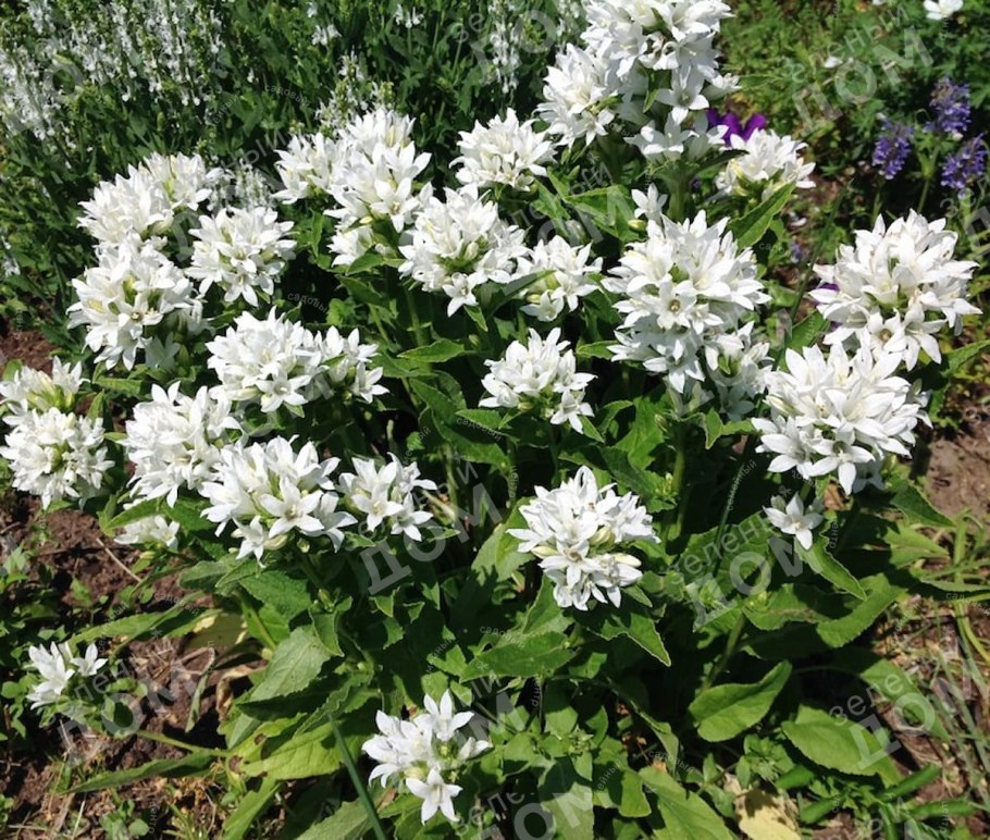 Колокольчик скученный посадка и уход в открытом грунте