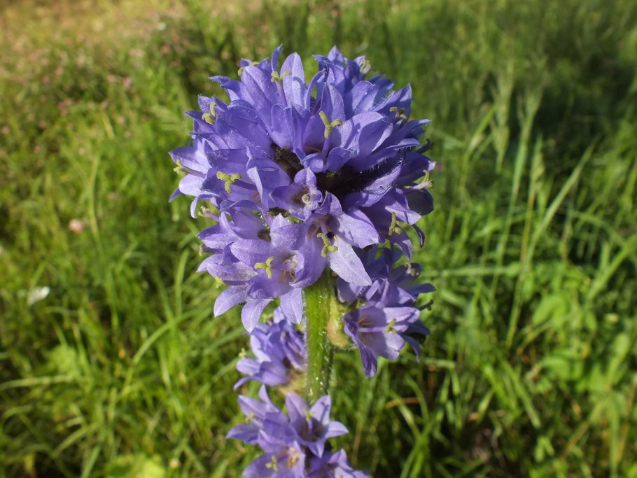 Колокольчик скученный полевой