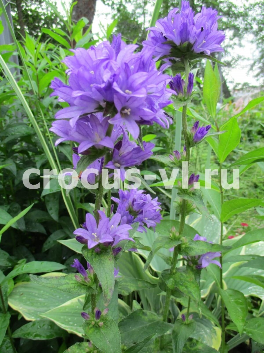 Колокольчик скученный каролина