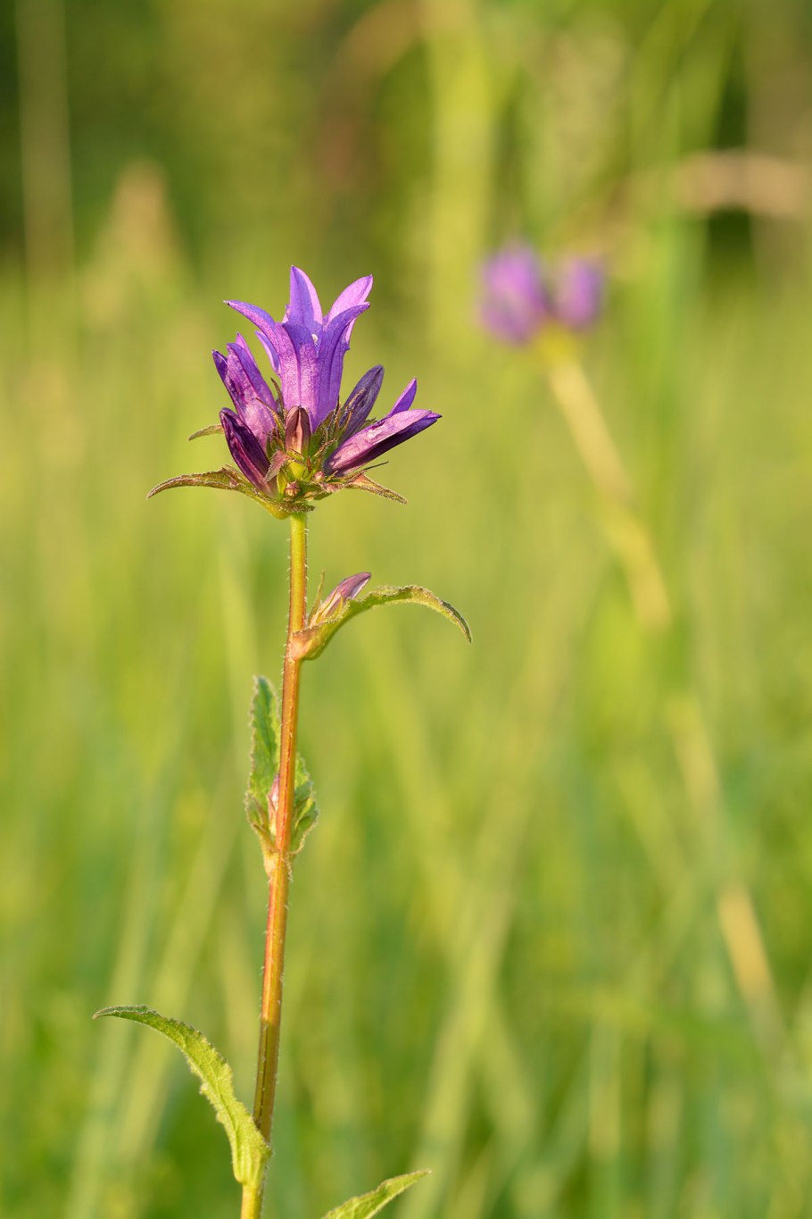 Campanula glomerata
