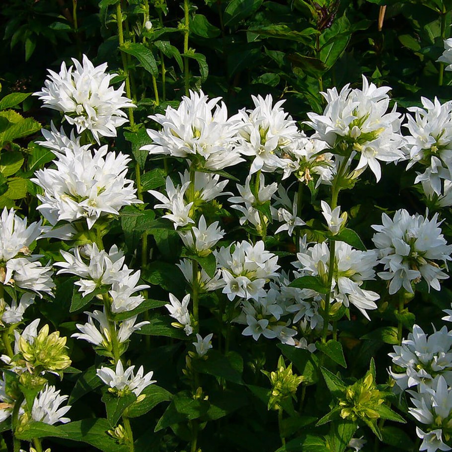 Памир цветы Эдельвейс