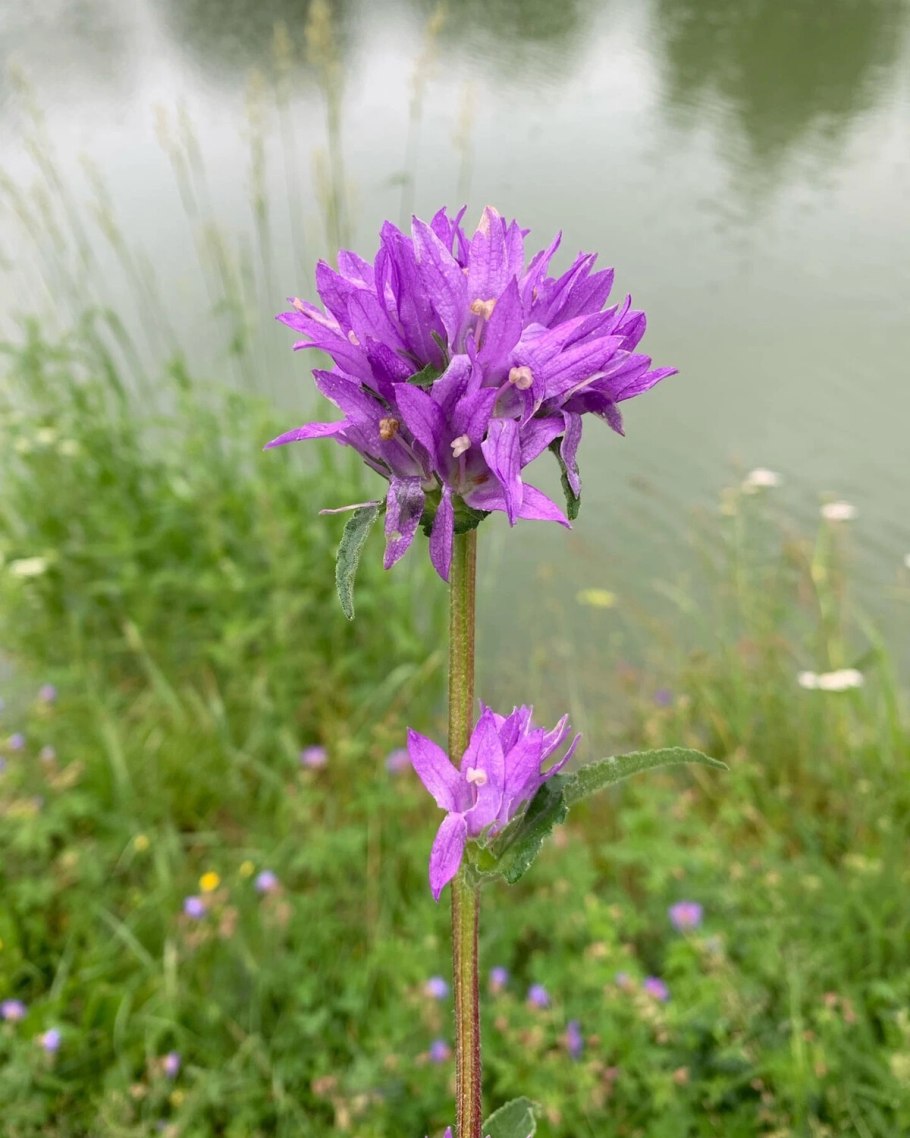 Колокольчик campanula glomerata