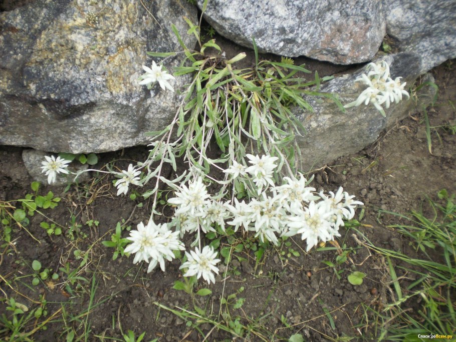 Ясколка крымский эдельвейс