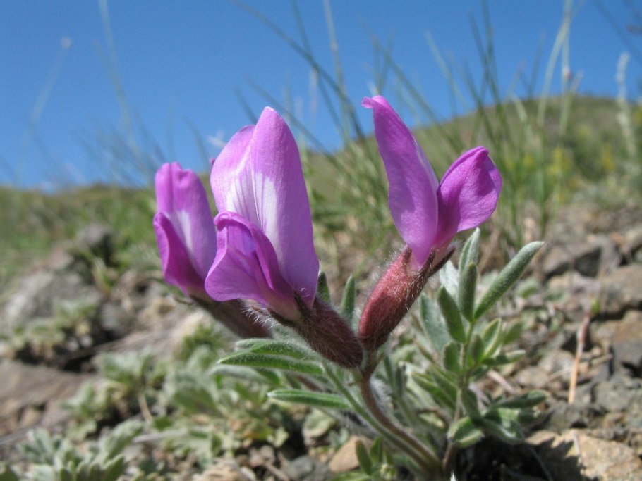 Остролодочник (oxytropis)