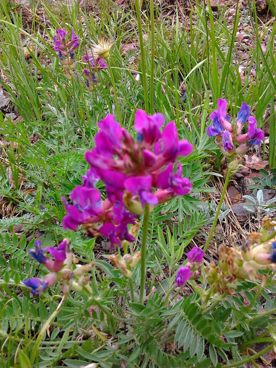 Остролодочник маньчжурский