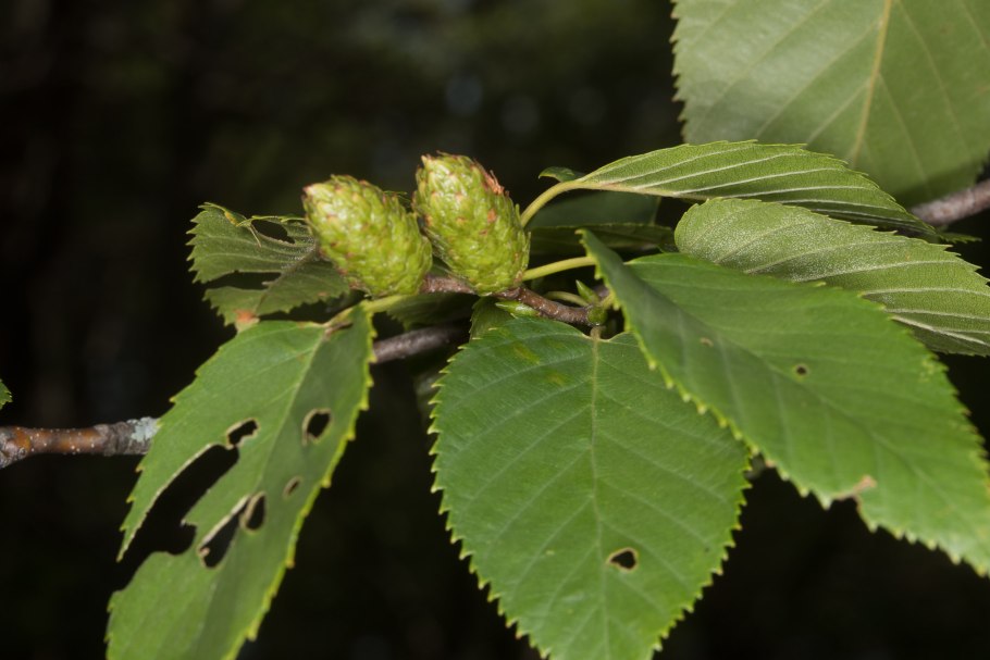 Alnus glutinosa (ольха европейская)