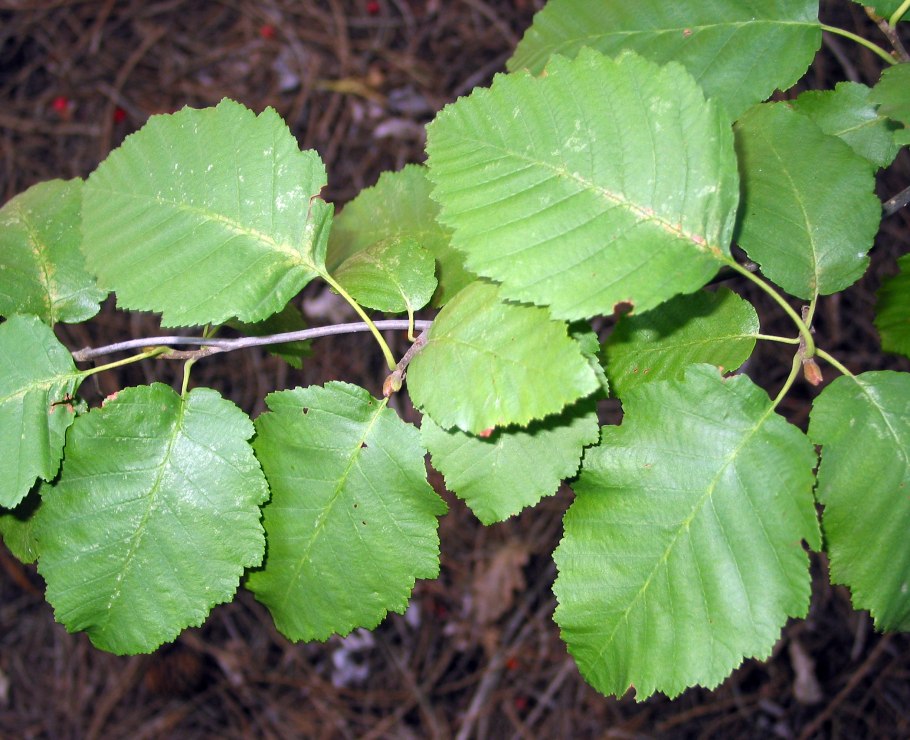 Ольха серая (álnus incána)