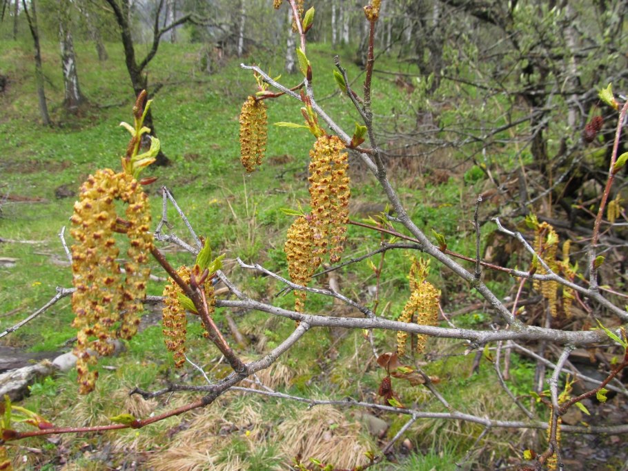 Ольха кустарниковая